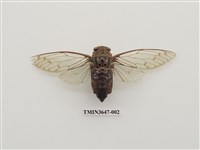 藏品(可禮大蟬)的圖片